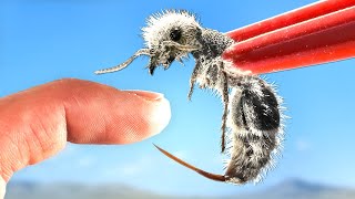 STUNG by a Panda Ant [upl. by Blondelle]