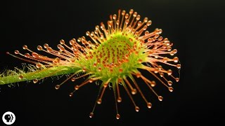 4 DEADLY Carnivorous Plants [upl. by Feodora]