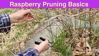 Raspberry Pruning Basics  Spring Raspberry Pruning  Rubus idaeus [upl. by Moreen]