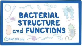 Bacterial Structure and Functions [upl. by Enawtna174]