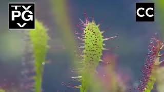 life  Sundew living flypaper  BBC one [upl. by Aleda]