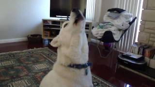 Siberian Husky Howling [upl. by Yht]