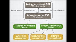 Nervsystemets funktionella indelning [upl. by Eriuqs]