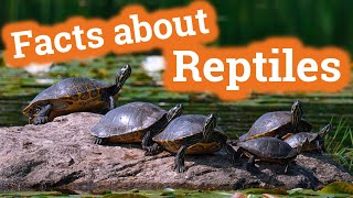 Facts About Reptiles for Kids [upl. by Ainehta]