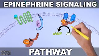 Epinephrine Signaling Pathway [upl. by Amsa]