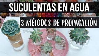 REPRODUCIR SUCULENTAS EN AGUALOGROS EN 1 SEMANA [upl. by Leiru]