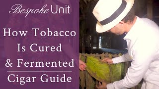 How Cigar Tobacco Is Cured Fermented amp Aged For By Davidoff [upl. by Power779]