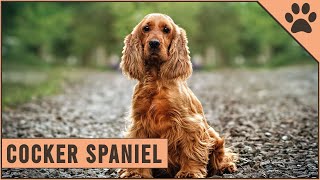 Cocker Spaniel  Dog Breed Information [upl. by Esther]