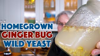 REAL Ginger BEER  Homegrown Wild Yeast Ginger Bug [upl. by Nivrehs]