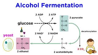 Anaerobic Respiration and Fermentation [upl. by Thecla]