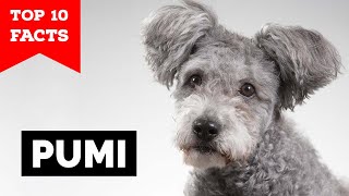 Pumi  Top 10 Facts [upl. by Sonaj807]