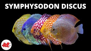 Discus  Symphysodon discus ✔ [upl. by Gan]