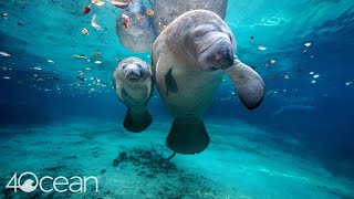 Manatee Conservation Efforts [upl. by Sherris]