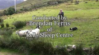 Brilliant Sheep Herding Demonstration Using Border Collies [upl. by Eilata]