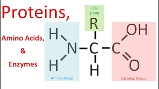 Proteins amp Enzymes regular biology [upl. by Flavia]