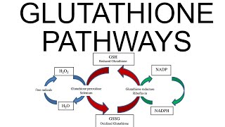 Glutathione Pathways [upl. by Attolrahc]