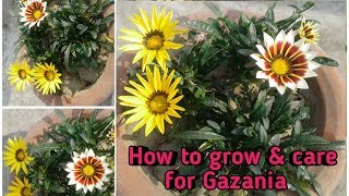 How to grow Gazania in pots [upl. by Maretz]