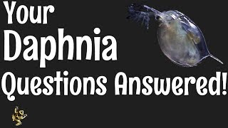 Daphnia Questions Answered [upl. by Nim]