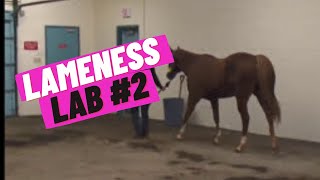 Lameness Lab 2 Is this horse lame [upl. by Leasi]