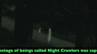 Night Crawler Mystery Solved [upl. by Enail]