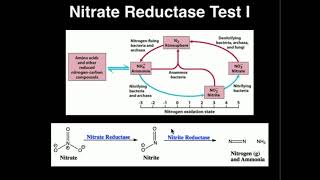 Microbiology Nitrate Reductase Test [upl. by Oderfla]