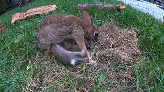 Baby Bunnies Leave the Nest  backyardXplor [upl. by Ossie]