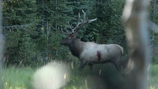 Broadhead vs Elk  Craziest Archery Elk Kill Video [upl. by Odirfliw308]