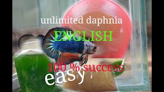 daphnia moina culture Easy way Unlimited production English  with sub Green water Chlorella [upl. by Mungam]