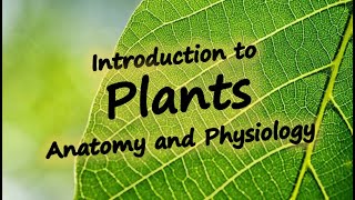 Introduction to Plant Anatomy and Physiology [upl. by Llirret301]