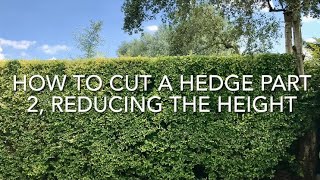 How To Cut A Hedge Part 2 Reducing The Height Cutting A Privet Hedge [upl. by Inait]