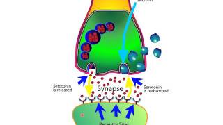 How SSRIs and SNRIs Work For Anxiety [upl. by Amandy]