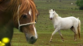 Stallion Reintroduced to Mares  BBC Earth Explore [upl. by Ydwor962]