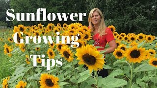 Sunflower Growing Tips [upl. by Levitt]