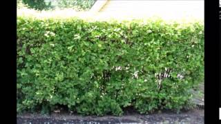 Viburnum Hedges Tips on PLanting a Hedge [upl. by Assej]