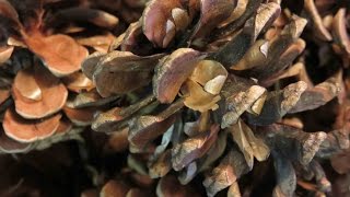 Tutorial How to Sterilize Pine Cones for Crafting [upl. by Mehala]