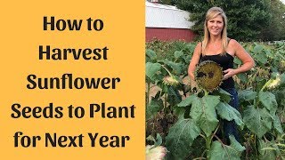 Sunflower Seeds Harvesting For Planting [upl. by Kimberlee]