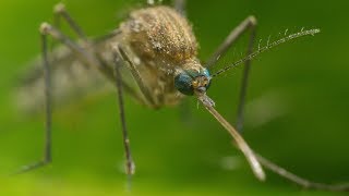 Mosquito Life Cycle  UHD 4K [upl. by Aihsiyt212]