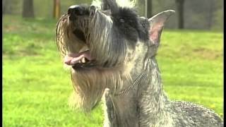 Standard Schnauzer  AKC Dog Breed Series [upl. by Alitta]