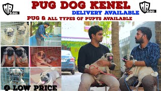 pug dog farm in Tamilnadu  DOG FOR SALES  pug kennel  Dog kennels  pugsale  ALL PUPPYS SALES [upl. by Imoan]