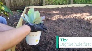 How to Plant Desert Escape Cacti and Succulents  Costa Farms [upl. by Amy]