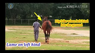 Vet Basics ll Hindlimb Lameness Identification [upl. by Llevram610]