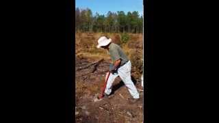 Planting Long Leaf Pine [upl. by Rapsac143]