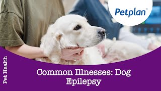 Petplan  Common Illnesses  Dog Epilepsy [upl. by Dasa]