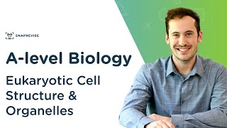 Eukaryotic Cell Structure amp Organelles  Alevel Biology  OCR AQA Edexcel [upl. by Laktasic]