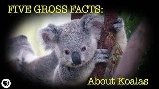 5 Gross Facts About Koalas [upl. by Odilia744]