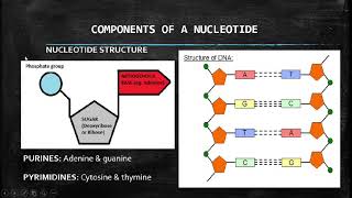 Life Sciences Nucleic Acids Grade 12 [upl. by Nirmak]