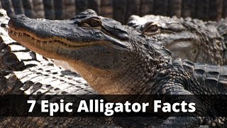 7 Fascinating Facts about American Alligators [upl. by Alimrahs818]