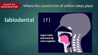 Introduction to Articulatory Phonetics Consonants [upl. by Wennerholn732]