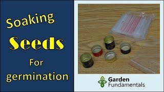 Best way to soak seeds for fast germination [upl. by Ebony634]