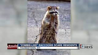 Zombielike raccoons are baring their teeth walking on hind legs [upl. by Jacoby96]